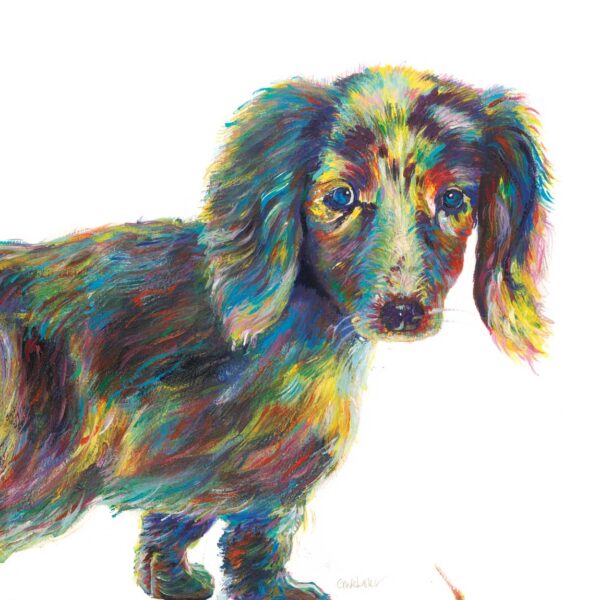 'Brenda' the Dachshund Puppy Print